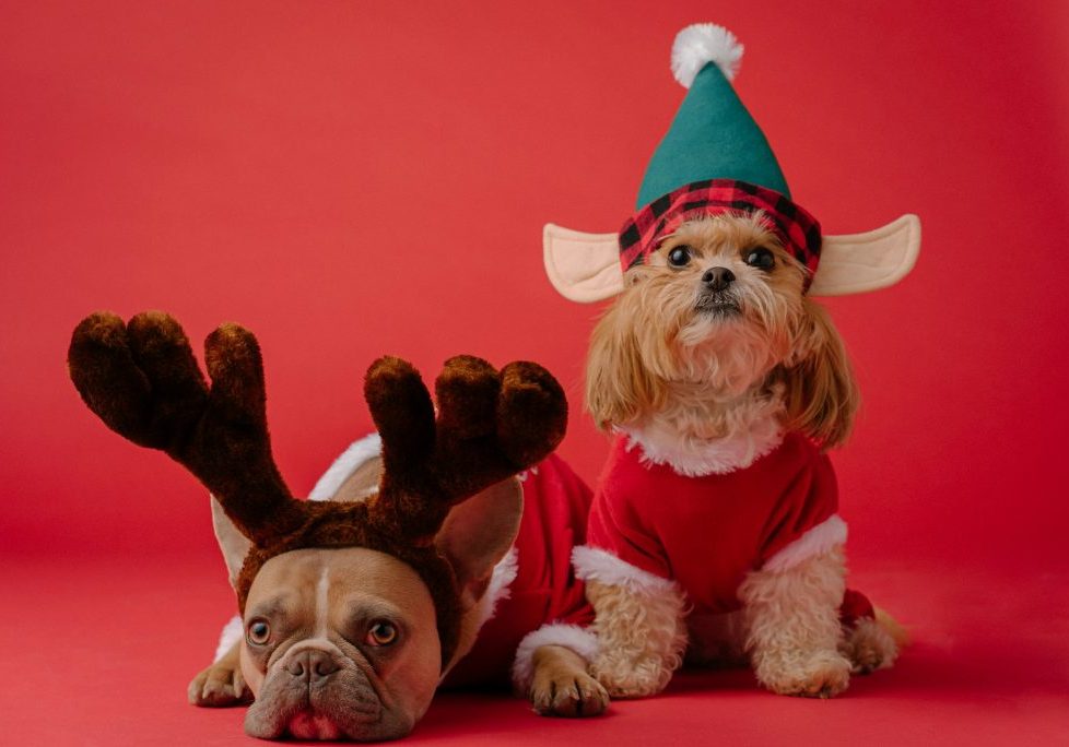 Why Dogs Go Missing at Christmas (And How to Reduce the Risk)