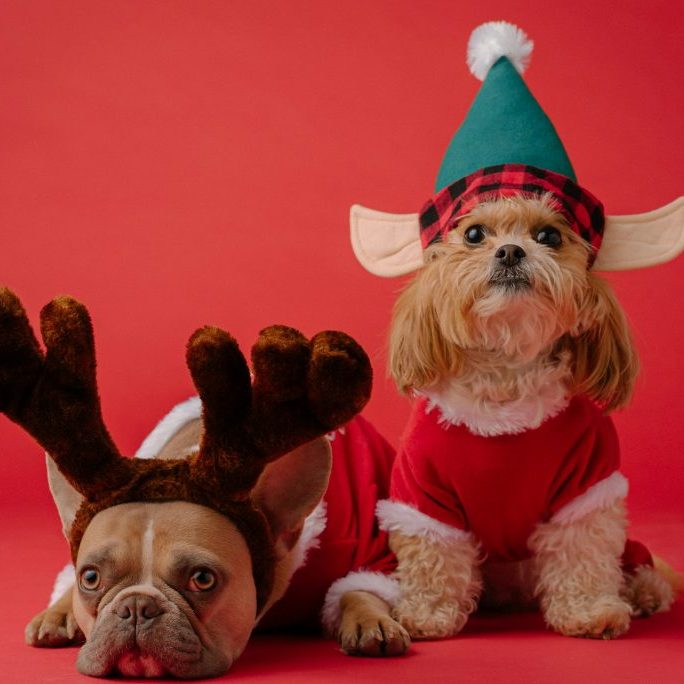 Why Dogs Go Missing at Christmas (And How to Reduce the Risk)