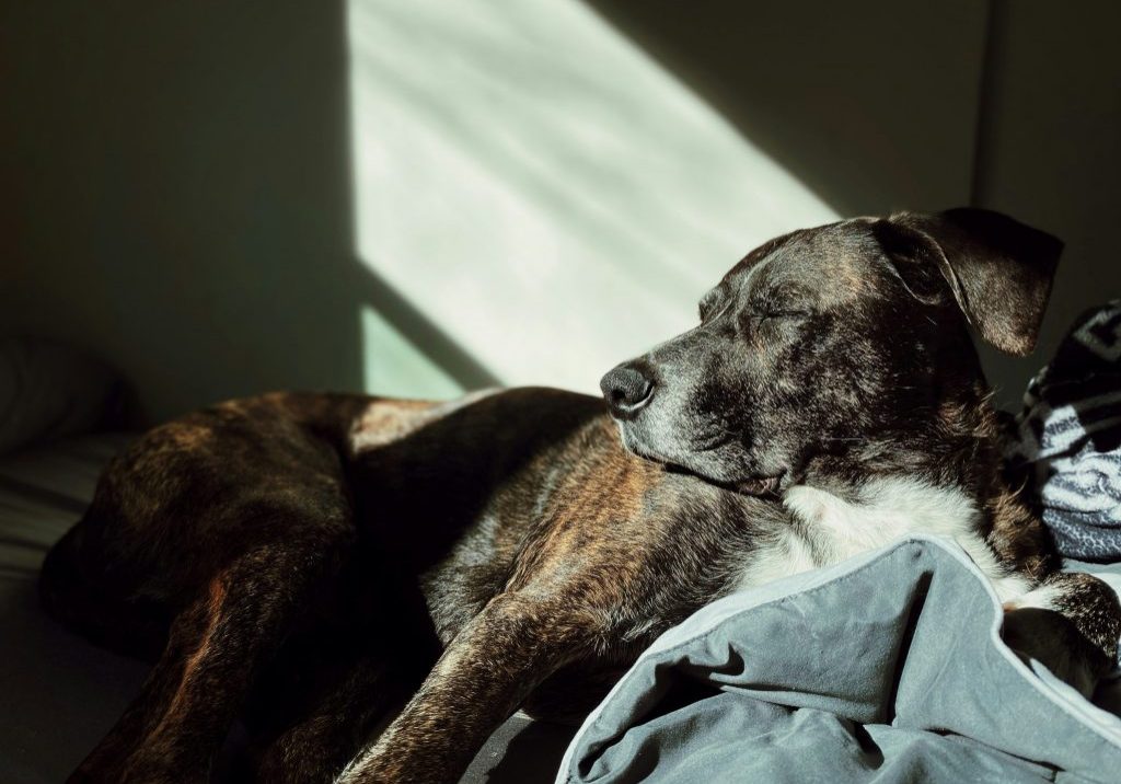 House Proofing Your Home For An Ageing Dog