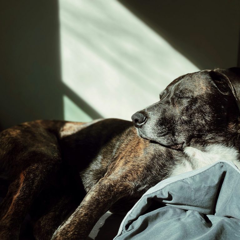 House Proofing Your Home For An Ageing Dog House Proofing Your Home For An Ageing Dog