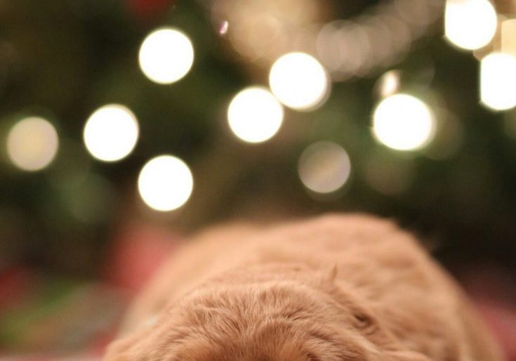 A Dog's First Christmas