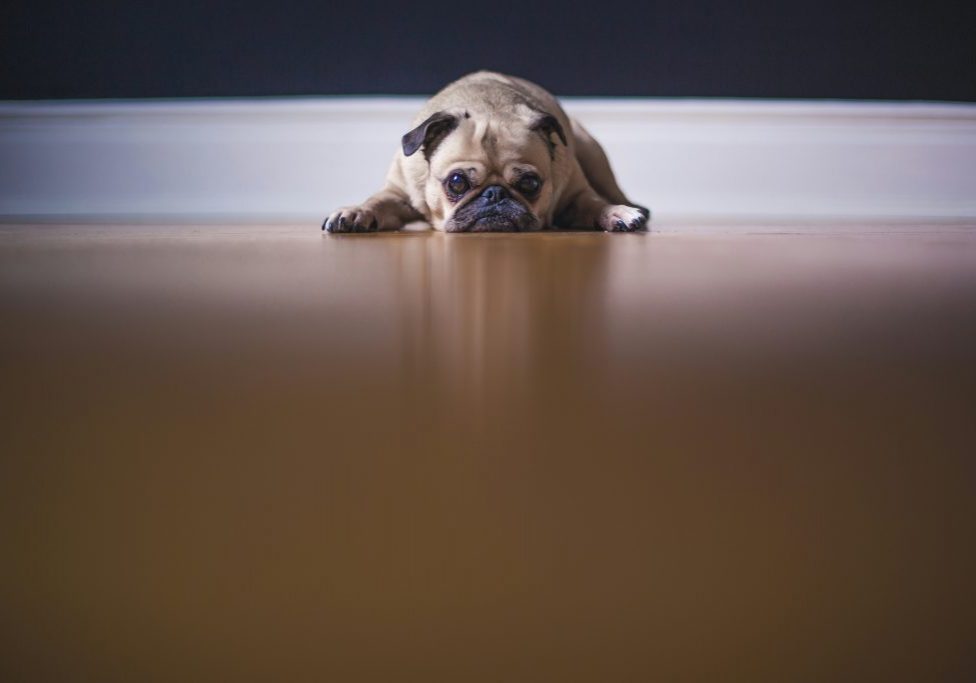 Curing Teenage Doggy Boredom
