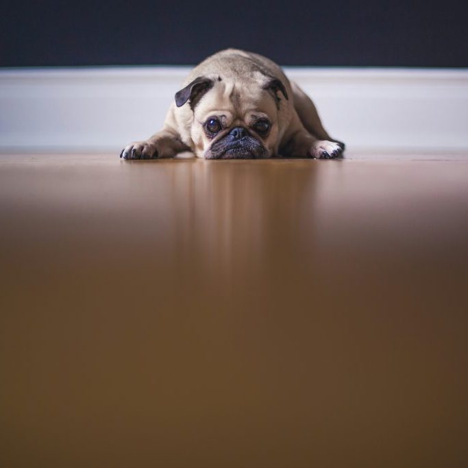 Curing Teenage Doggy Boredom Curing Teenage Doggy Boredom