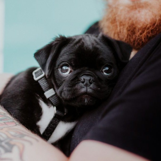 Things To Ask Your Dog Breeder Things To Ask Your Dog Breeder