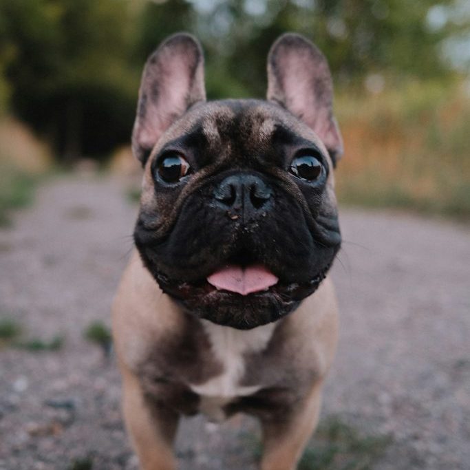 Checking Kennel Club Records And Registering Your Puppy