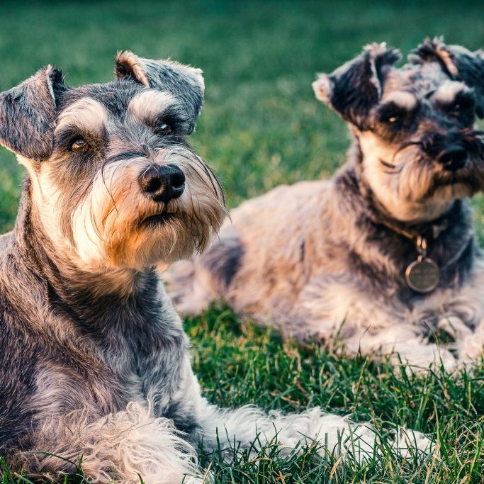 Should I Have My Dog Spayed or Neutered? Should I Have My Dog Spayed or Neutered?