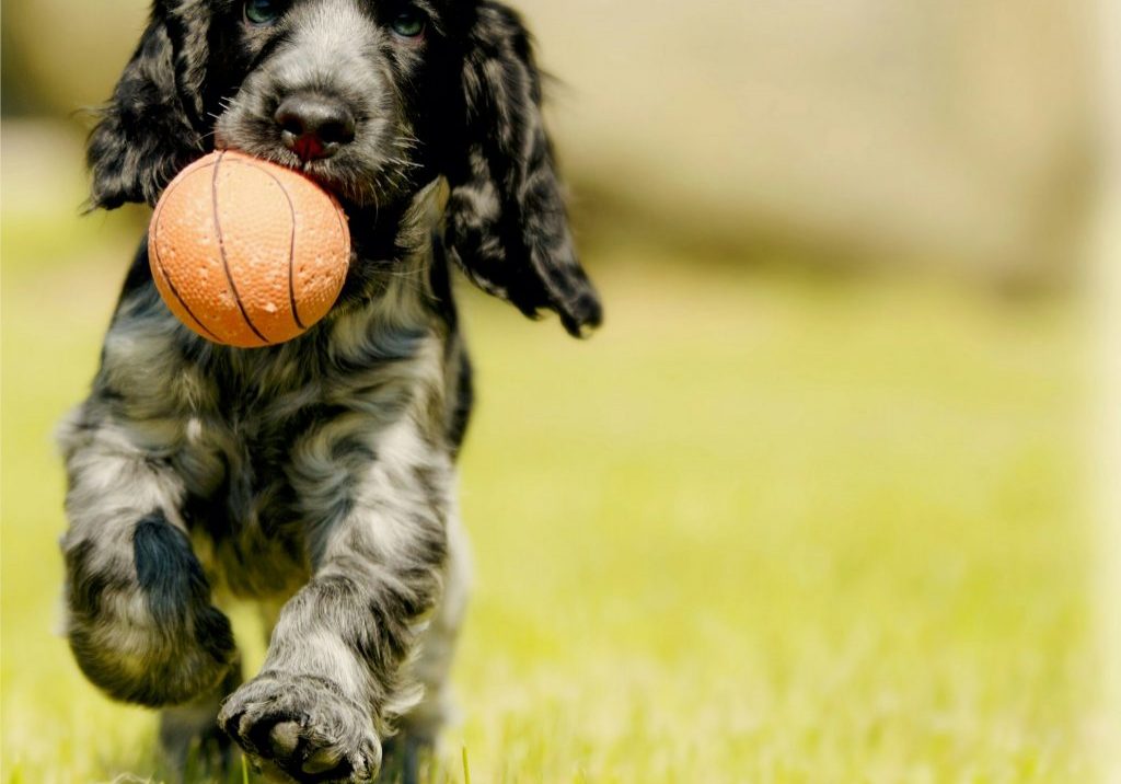 Creating the Perfect Outdoor Space for Your Dog