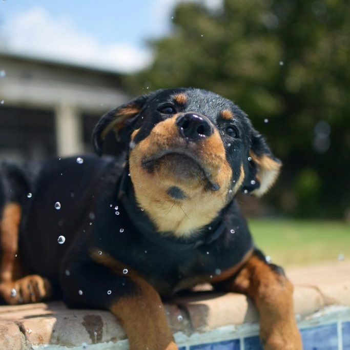 Puppy Socialising & Making Friends Puppy Socialising & Making Friends